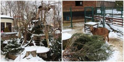В Калининградском зоопарке животным подарили ёлки - mur.tv