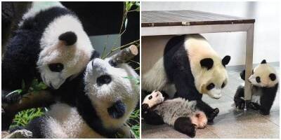 Панды-близнецы впервые увидели людей - mur.tv - Токио