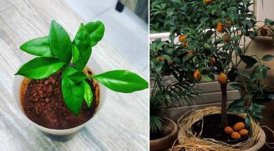 Как самому дома вырастить цитрусовое деревце из косточки - sadogorod.club - Индия - Италия