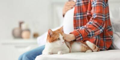 Чувствует ли кошка, что её хозяйка беременна? - mur.tv