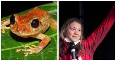 Грета Тунберг - Новый вид лягушки назвали в честь Греты Тунберг - porosenka.net - Швейцария - Панама - Республика Панама