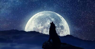 Волчья луна: полнолуние в январе 2022 года принесет судьбоносные перемены трем знакам зодиака - 7days.ru