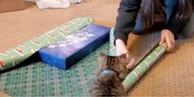 Весёлое видео: женщина спокойно упаковывала новогодние подарки, пока в дело не вмешался кот - mur.tv