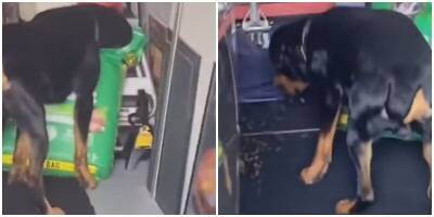 Пойман с поличным: хозяйка сняла на видео пса, который воровал корм - mur.tv