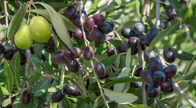 Чем отличаются оливки от маслин и чья польза больше - sadogorod.club