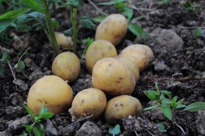 Полезный «сосед» для картофеля, чтобы повысить его урожайность в 2 раза: о чем не догадываются огородники - sadogorod.club