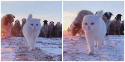 Крутой парень: величественный кот пасёт овец - mur.tv - Китай