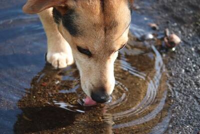 Разрешать ли собаке пить из лужи? - mur.tv