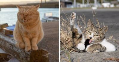 18 работ японского фотографа, который так снимает уличных котов, что их харизма передаётся даже через экран - mur.tv