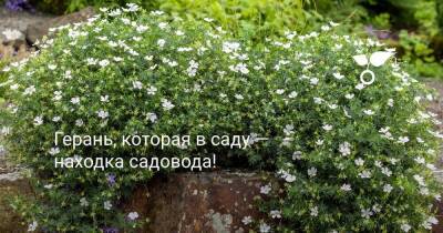 Герань, которая в саду — находка для садовода! - sadogorod.club - Россия