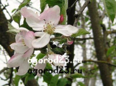 Обработка плодовых деревьев в саду весной - sadogorod.club