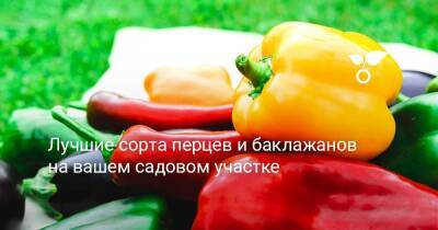 Лучшие сорта перцев и баклажанов на вашем садовом участке - sadogorod.club