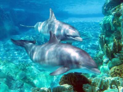 Тайдзи — бухта смерти. Зачем убивают дельфинов? - lifehelper.one - Япония