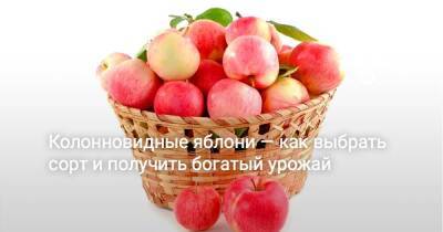 Колонновидные яблони — как выбрать сорт и получить богатый урожай - sadogorod.club