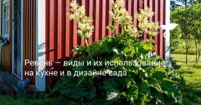 Ревень — виды и их использование на кухне и в дизайне сада - sadogorod.club - Сша