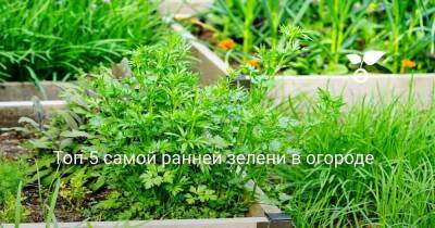 Топ-5 самой ранней зелени в огороде - sadogorod.club