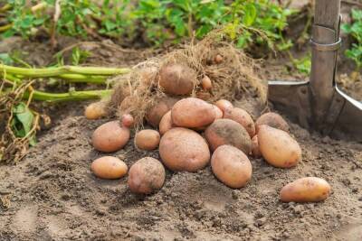 Как собрать 10 кг картофеля с 1 кв.м (выращивание по методу Квартальновой) - sadogorod.club