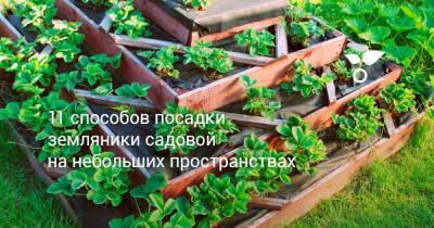 11 способов посадки земляники садовой на небольших пространствах - sadogorod.club