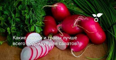 Какие овощи и травы лучше всего подойдут для салатов? - sadogorod.club