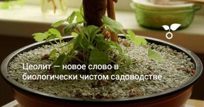 Цеолит — новое слово в биологически чистом садоводстве! - sadogorod.club