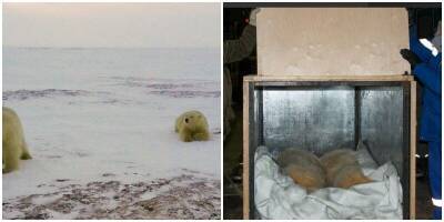 На Ямале два белых медвежонка прошли 600 км, чтобы вернуться к людям - mur.tv