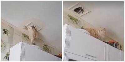 Кот через потолок залез в чужую квартиру - mur.tv