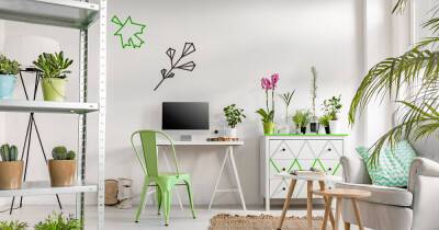 Комнатные растения и цветы, лучше всего очищающие домашний воздух - 7days.ru