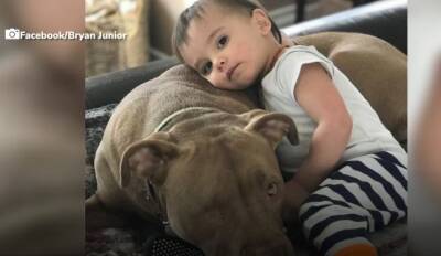 Добро возвращается: приютский пёс помог своему маленькому другу выздороветь - mur.tv