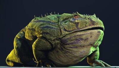 Самая крупная лягушка в истории могла питаться динозаврами - fokus-vnimaniya.com - Мадагаскар