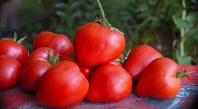 Томат - сердце: 15 сортов крупноплодных, мясистых помидор с плодами в форме сердца - sadogorod.club