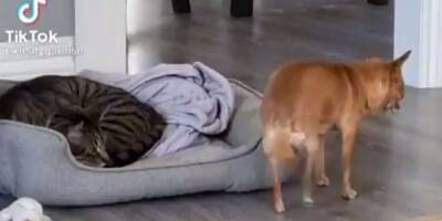 Бедная чихуашка: когда пытаешься лечь на свою кровать, а тебе не дает наглый кот - mur.tv