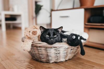 Почему кошка не играет с игрушками? - mur.tv