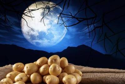 Выращивание картофеля по Лунному календарю в 2022 году - sadogorod.club