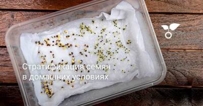 Стратификация семян в домашних условиях - sadogorod.club