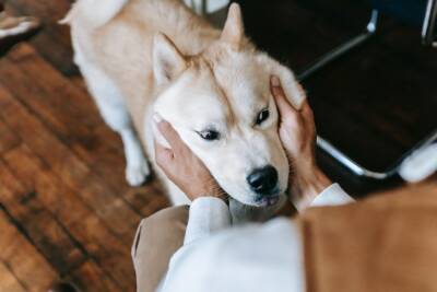 Как правильно делать массаж собаке? И зачем вообще это нужно? - mur.tv
