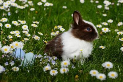 Почему кроликам нельзя давать свежую или мокрую траву? - mur.tv