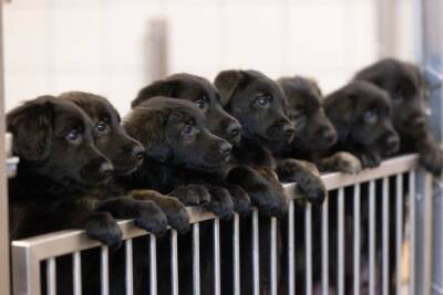 В полку британских собак-поводырей рекордное пополнение: первый за 60 лет помет из 16 щенков - mur.tv - Англия