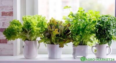 Как вырастить салат на подоконнике - sadogorod.club