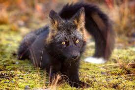 Характеристика серебристо-черных и черно-бурых лисиц - sadogorod.club - Канада - штат Аляска