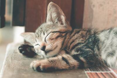 Почему кошки спят клубочком? И что означают другие позы для сна? - mur.tv