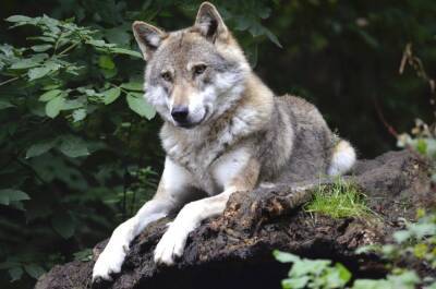 Правда ли, что собаки – потомки волков? - mur.tv - Китай - Израиль - Хорватия