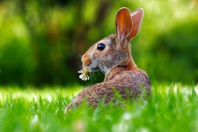 Почему кролик не ест? - mur.tv