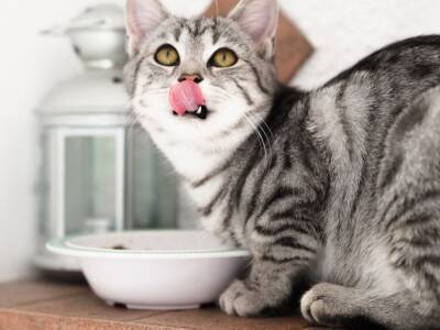 Почему кошка «копает» пол после еды? - mur.tv