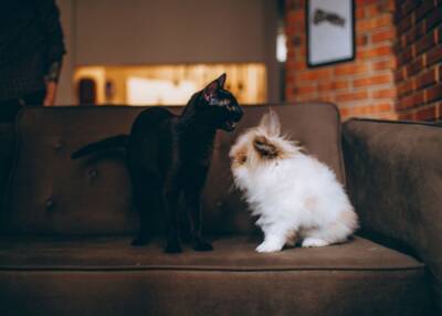 Можно ли держать кролика и кошку в одной квартире? - mur.tv