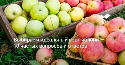Выбираем идеальный сорт яблони — 10 частых вопросов и ответов - sadogorod.club - Россия