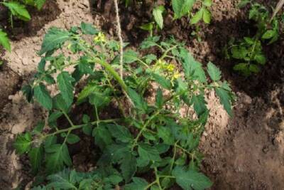 Что весной внести в почву за сутки до высадки рассады томатов, чтобы ускорить рост и получить большой урожай - sadogorod.club