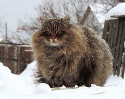 Сибирская кошка: Наш ответ мейн-куну. Русский вариант морозостойкой сверхпушистой породы