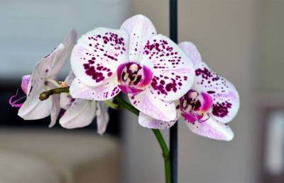 Какое копеечное средство вернёт орхидее рост и цветение - lifehelper.one