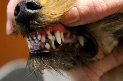 Лишние зубы у собаки - откуда они берутся, как понять их наличие, и что с этим делать - lifehelper.one