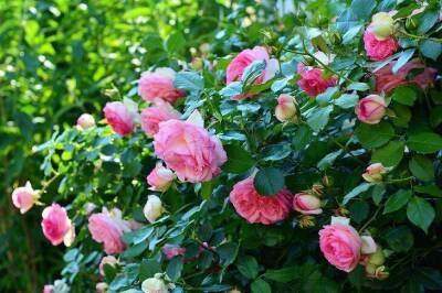 Правильная обрезка кустовых роз весной для получения пышной кроны: минутное дело, а цветет в два раза лучше - sadogorod.club